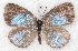  ( - MLIB-2231)  @12 [ ] CreativeCommons - Attribution Non-Commercial Share-Alike (2017) Michel Libert Centre for Biodiversity Genomics