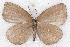  ( - MLIB-2231)  @13 [ ] CreativeCommons - Attribution Non-Commercial Share-Alike (2017) Michel Libert Centre for Biodiversity Genomics