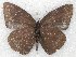  ( - MLIB-2232)  @13 [ ] CreativeCommons - Attribution Non-Commercial Share-Alike (2017) Michel Libert Centre for Biodiversity Genomics