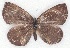  ( - MLIB-2239)  @14 [ ] CreativeCommons - Attribution Non-Commercial Share-Alike (2017) Michel Libert Centre for Biodiversity Genomics