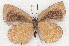  ( - MLIB-2241)  @12 [ ] CreativeCommons - Attribution Non-Commercial Share-Alike (2017) Michel Libert Centre for Biodiversity Genomics