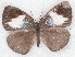  ( - MLIB-2270)  @13 [ ] CreativeCommons - Attribution Non-Commercial Share-Alike (2017) Michel Libert Centre for Biodiversity Genomics
