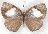  ( - MLIB-2271)  @12 [ ] CreativeCommons - Attribution Non-Commercial Share-Alike (2017) Michel Libert Centre for Biodiversity Genomics