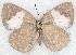  ( - MLIB-2272)  @13 [ ] CreativeCommons - Attribution Non-Commercial Share-Alike (2017) Michel Libert Centre for Biodiversity Genomics