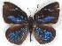  ( - MLIB-2280)  @13 [ ] CreativeCommons - Attribution Non-Commercial Share-Alike (2017) Michel Libert Centre for Biodiversity Genomics