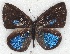  ( - MLIB-2283)  @13 [ ] CreativeCommons - Attribution Non-Commercial Share-Alike (2017) Michel Libert Centre for Biodiversity Genomics