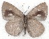  ( - MLIB-2283)  @12 [ ] CreativeCommons - Attribution Non-Commercial Share-Alike (2017) Michel Libert Centre for Biodiversity Genomics
