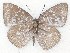  ( - MLIB-2290)  @14 [ ] CreativeCommons - Attribution Non-Commercial Share-Alike (2017) Michel Libert Centre for Biodiversity Genomics