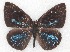  ( - MLIB-2293)  @14 [ ] CreativeCommons - Attribution Non-Commercial Share-Alike (2017) Michel Libert Centre for Biodiversity Genomics