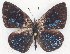  ( - MLIB-2294)  @13 [ ] CreativeCommons - Attribution Non-Commercial Share-Alike (2017) Michel Libert Centre for Biodiversity Genomics
