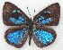  ( - MLIB-2295)  @14 [ ] CreativeCommons - Attribution Non-Commercial Share-Alike (2017) Michel Libert Centre for Biodiversity Genomics