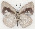  ( - MLIB-2295)  @14 [ ] CreativeCommons - Attribution Non-Commercial Share-Alike (2017) Michel Libert Centre for Biodiversity Genomics
