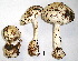  (Amanita exitialis - TOX13-55-09121)  @11 [ ] Copyright (2017) Unspecified National Institute of Health, Dept of Medical Sciences