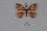  ( - BC-TDMPEG0322)  @13 [ ] CreativeCommons - Attribution Non-Commercial Share-Alike (2019) Thibaud Decaëns Universite Montpellier, CEFE Lab