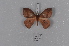  ( - BC-TDMPEG0323)  @13 [ ] CreativeCommons - Attribution Non-Commercial Share-Alike (2019) Thibaud Decaëns Universite Montpellier, CEFE Lab