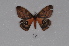 ( - BC-TDMPEG0395)  @11 [ ] CreativeCommons - Attribution Non-Commercial Share-Alike (2019) Thibaud Decaëns Universite Montpellier, CEFE Lab