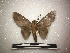  ( - BC-TDMPEG0320)  @13 [ ] Copyright (2019) Rodolphe Rougerie Muséum national d'Histoire naturelle, Paris