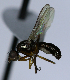  (Meroplius - BIOUG24647-B2)  @12 [ ] CreativeCommons - Attribution Non-Commercial Share-Alike (2015) Unspecified Lyman Museum, McGill University