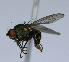  (Notiphila sp - BIOUG24645-G7)  @13 [ ] CreativeCommons - Attribution Non-Commercial Share-Alike (2015) Unspecified Lyman Museum, McGill University