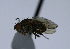  (Notiphila nudipes - BIOUG24645-G11)  @11 [ ] CreativeCommons - Attribution Non-Commercial Share-Alike (2015) Unspecified Lyman Museum, McGill University