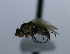  (Hydrellia sp. 1 AGT - BIOUG24645-G12)  @11 [ ] CreativeCommons - Attribution Non-Commercial Share-Alike (2015) Unspecified Lyman Museum, McGill University