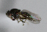  ( - BIOUG24645-H4)  @12 [ ] CreativeCommons - Attribution Non-Commercial Share-Alike (2015) Unspecified Lyman Museum, McGill University