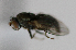  ( - BIOUG24645-H5)  @12 [ ] CreativeCommons - Attribution Non-Commercial Share-Alike (2015) Unspecified Lyman Museum, McGill University
