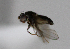  ( - BIOUG24645-H6)  @11 [ ] CreativeCommons - Attribution Non-Commercial Share-Alike (2015) Unspecified Lyman Museum, McGill University