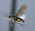  ( - BIOUG24647-E6)  @12 [ ] CreativeCommons - Attribution Non-Commercial Share-Alike (2015) Unspecified Lyman Museum, McGill University