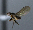  ( - BIOUG24647-E7)  @12 [ ] CreativeCommons - Attribution Non-Commercial Share-Alike (2015) Unspecified Lyman Museum, McGill University