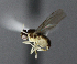  ( - BIOUG24648-C8)  @12 [ ] CreativeCommons - Attribution Non-Commercial Share-Alike (2015) Unspecified Lyman Museum, McGill University