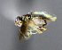  (Gaurax splendidus - BIOUG24648-D1)  @12 [ ] CreativeCommons - Attribution Non-Commercial Share-Alike (2015) Unspecified Lyman Museum, McGill University