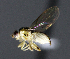  ( - BIOUG24648-D5)  @12 [ ] CreativeCommons - Attribution Non-Commercial Share-Alike (2015) Unspecified Lyman Museum, McGill University