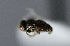  ( - BIOUG24648-E10)  @11 [ ] CreativeCommons - Attribution Non-Commercial Share-Alike (2015) Unspecified Lyman Museum, McGill University