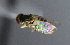  ( - BIOUG24648-F2)  @12 [ ] CreativeCommons - Attribution Non-Commercial Share-Alike (2015) Unspecified Lyman Museum, McGill University