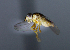  ( - BIOUG24648-F7)  @12 [ ] CreativeCommons - Attribution Non-Commercial Share-Alike (2015) Unspecified Lyman Museum, McGill University