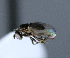  ( - BIOUG24645-E11)  @12 [ ] CreativeCommons - Attribution Non-Commercial Share-Alike (2015) Unspecified Lyman Museum, McGill University