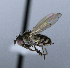  ( - BIOUG24645-G1)  @11 [ ] CreativeCommons - Attribution Non-Commercial Share-Alike (2015) Unspecified Lyman Museum, McGill University