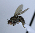  ( - BIOUG24645-G2)  @11 [ ] CreativeCommons - Attribution Non-Commercial Share-Alike (2015) Unspecified Lyman Museum, McGill University