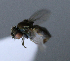  ( - BIOUG24648-H3)  @11 [ ] CreativeCommons - Attribution Non-Commercial Share-Alike (2015) Unspecified Lyman Museum, McGill University