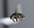 ( - BIOUG24648-H4)  @12 [ ] CreativeCommons - Attribution Non-Commercial Share-Alike (2015) Unspecified Lyman Museum, McGill University