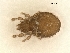  (Caleremaeus alpinus - A_Mite30)  @11 [ ] CreativeCommons  Attribution (by) (2025) Sylvia Schaeffer University of Graz, Institute of Biology