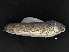  (Tandonia budapestensis - BZ_Linz-2017_4_1)  @11 [ ] Copyright (2018) Kruckenhauser L. Natural History Museum Vienna