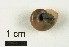  ( - AL-7282)  @11 [ ] Copyright (2018) Kruckenhauser L. Natural History Museum Vienna