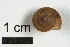  ( - AL-7297)  @11 [ ] Copyright (2018) Kruckenhauser L. Natural History Museum Vienna