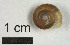 ( - AL-7302)  @11 [ ] Copyright (2018) Kruckenhauser L. Natural History Museum Vienna