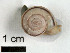  ( - AL-7305)  @11 [ ] Copyright (2018) Kruckenhauser L. Natural History Museum Vienna