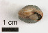  ( - AL-7319)  @11 [ ] Copyright (2018) Kruckenhauser L. Natural History Museum Vienna