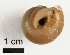  ( - AL-7330)  @11 [ ] Copyright (2018) Kruckenhauser L. Natural History Museum Vienna