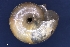  (Aegopinella ressmanni - AL-7335)  @11 [ ] Copyright (2018) Kruckenhauser L. Natural History Museum Vienna